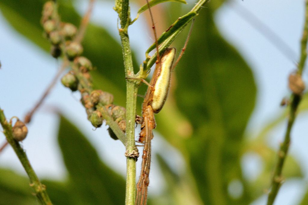 Tetragnatha striata?